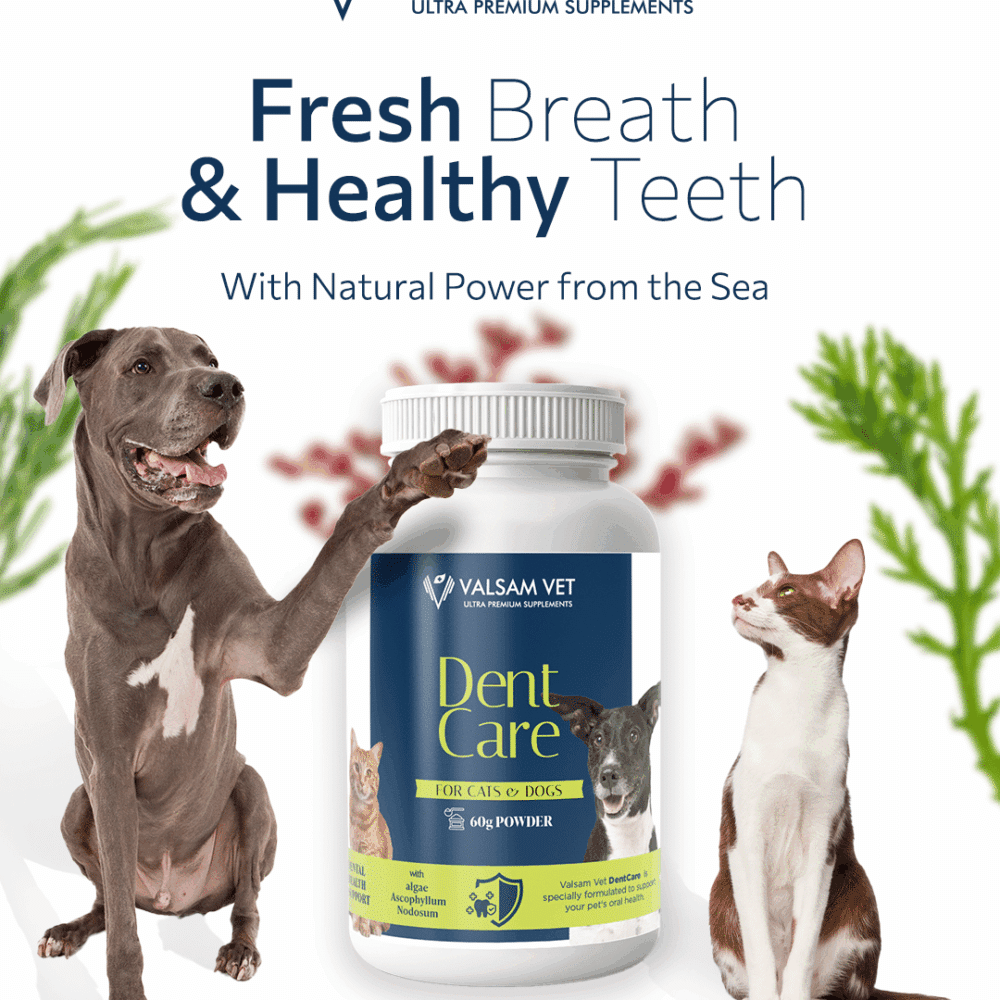 Valsam Vet DentCare - Oral Health Support for Dogs and Cats – Bild 4